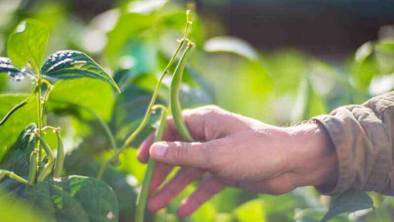 How We Achieved a Debt-Free Farm